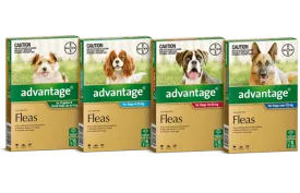 Advantage for Dogs
