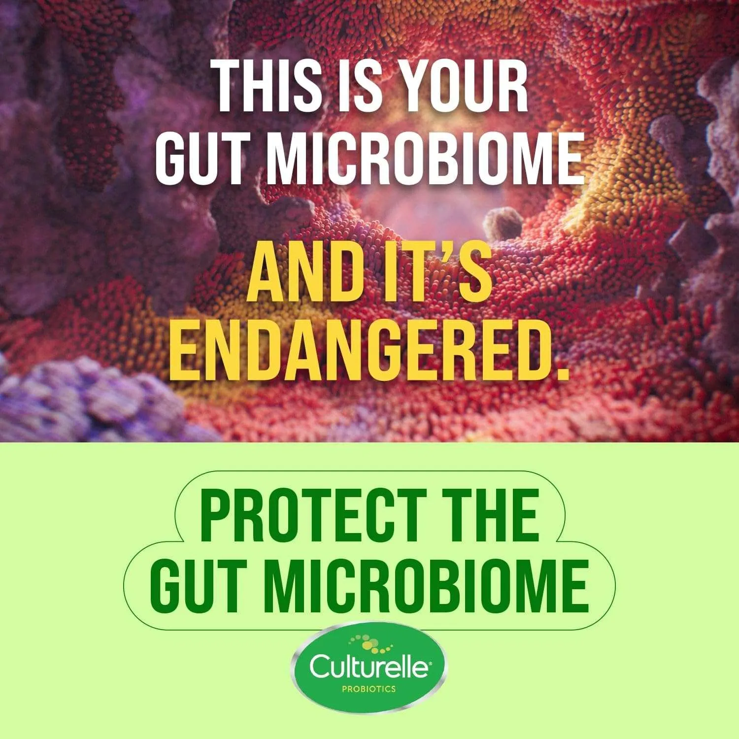 Culturelle Immune Defense Probiotic with Vitamin C Vitamin D & Zinc   Elderberry Chewable - 28 Ct