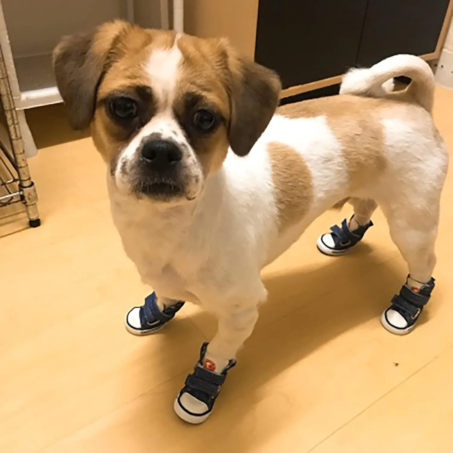 Dog Sneaker for Small Dogs, Canvas Shoes for Puppy, Anti-Slip Dog Shoes, Pet Boots for Small Dog Blue Size 3