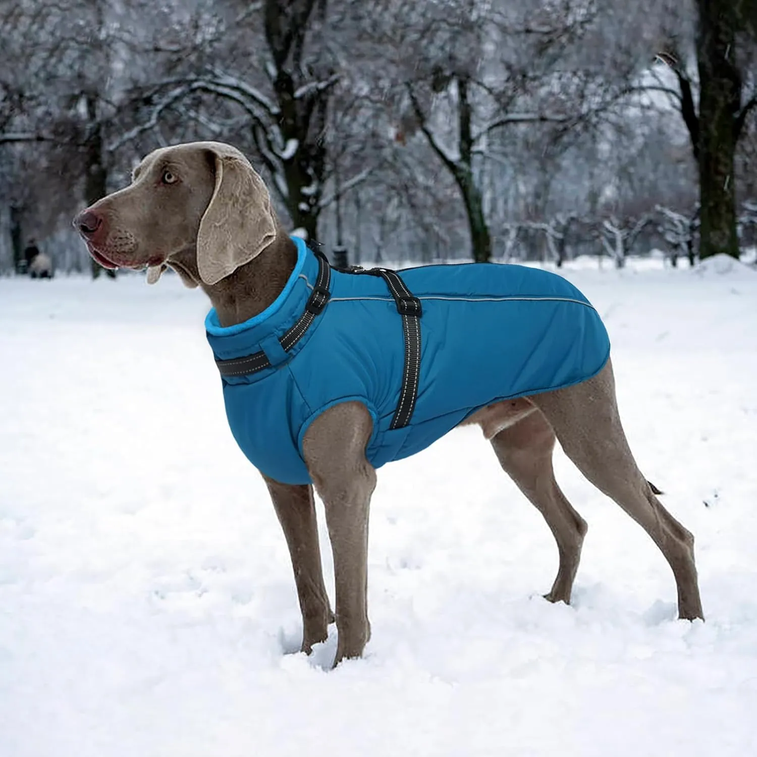 Lelepet Waterproof Dog Jacket with Harness - Warm Winter Coat, Fleece Jacket, Reflective Coats for Medium Dogs, Schnauzer, Pug, Blue, M