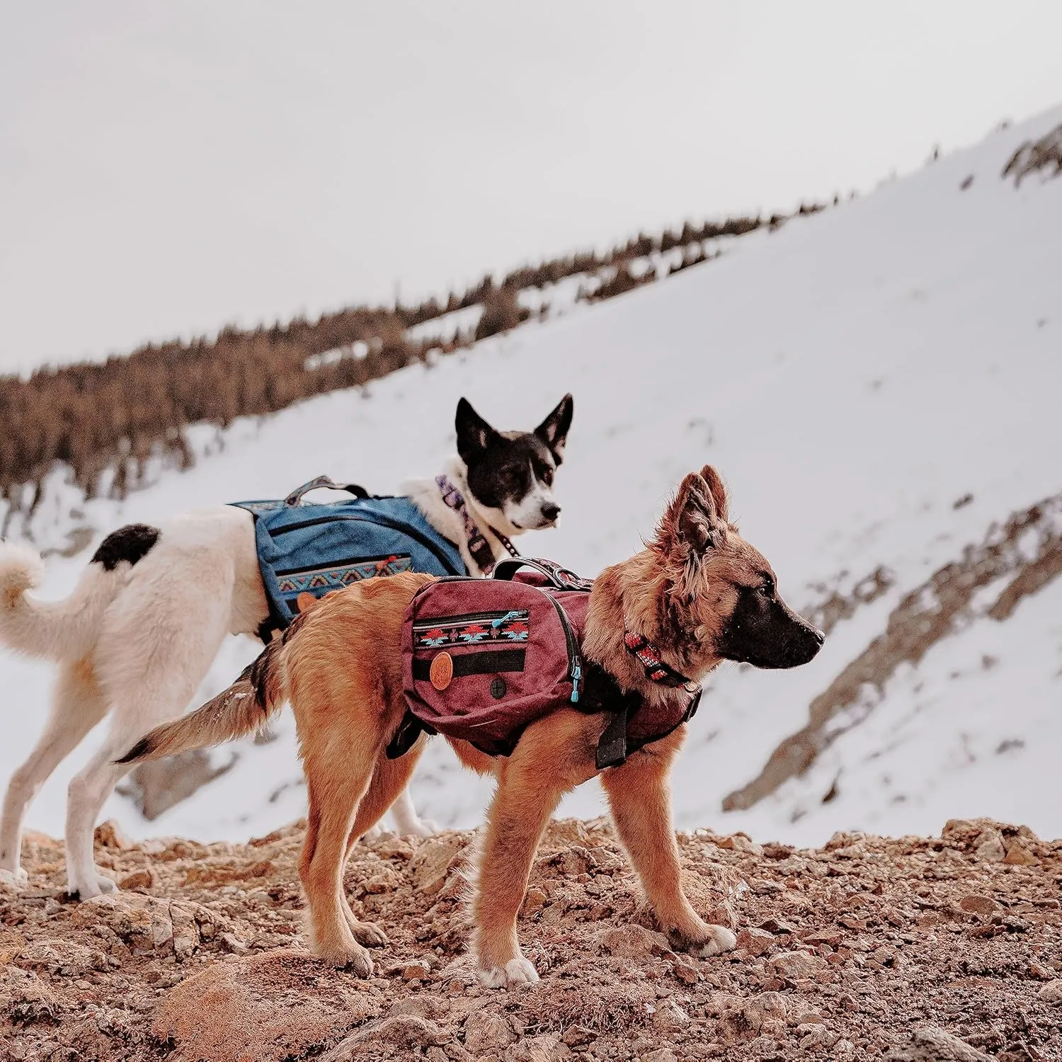 Wilderdog Dog Backpack with Built in Harness and Back-Mounted D-Ring Leash Attachment, Handle, Two Saddlebags with 4 Total Pockets, Built in Poop Bag Dispenser (Pacific Blue, Large)